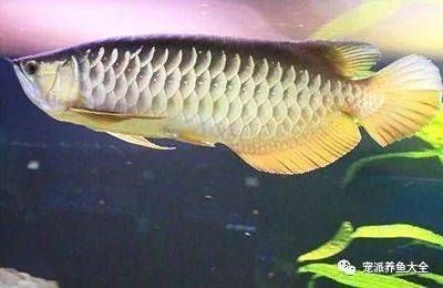 龍魚病了怎么治療視頻講解圖片：腸寄生蟲感染的急救方法