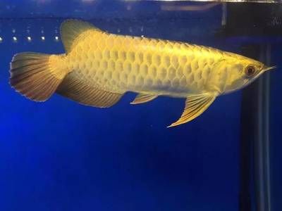 頂級龍魚批發商：專業的頂級龍魚批發商