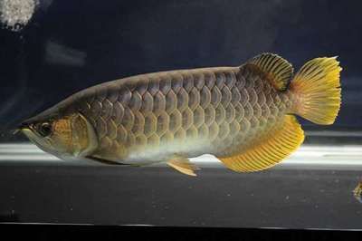 金龍魚35厘米表現什么顏色（金龍魚的顏色表現）