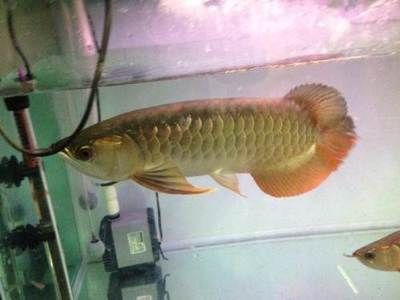 金龍魚35厘米表現什么顏色（金龍魚的顏色表現）