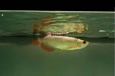 金龍魚35厘米表現什么顏色（金龍魚的顏色表現）