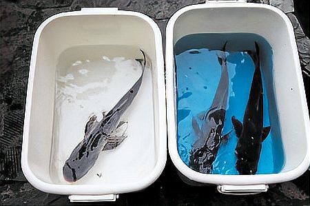 綠翡翠魚容易得白血病嗎