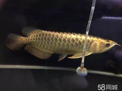 如何給專賣龍魚的店取名：專賣龍魚的店取名時可以考慮結合龍魚的特點、寓意好的詞匯 如何給專賣龍魚的店取名：專賣龍魚的店取名時可以考慮結合龍魚的特點、寓意好的詞匯 龍魚百科 第2張