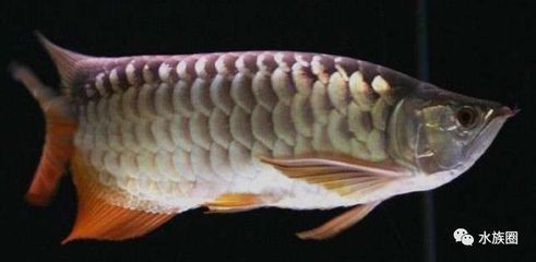 龍魚要檢疫嗎（養龍魚需要檢疫嗎，龍魚要檢疫嗎）