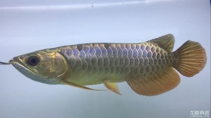 極品金龍魚高清壁紙 <strong><mark>紫金</mark></strong>：龍魚之巔金龍魚壁紙