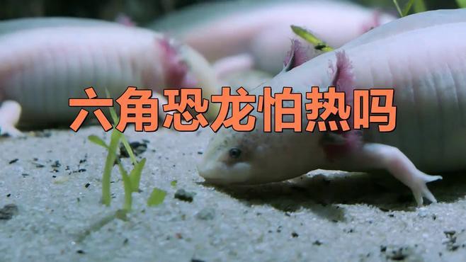 六角恐龍魚溫度太高會怎么樣
