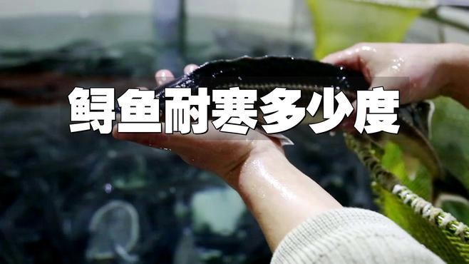 鱘龍魚生活環境
