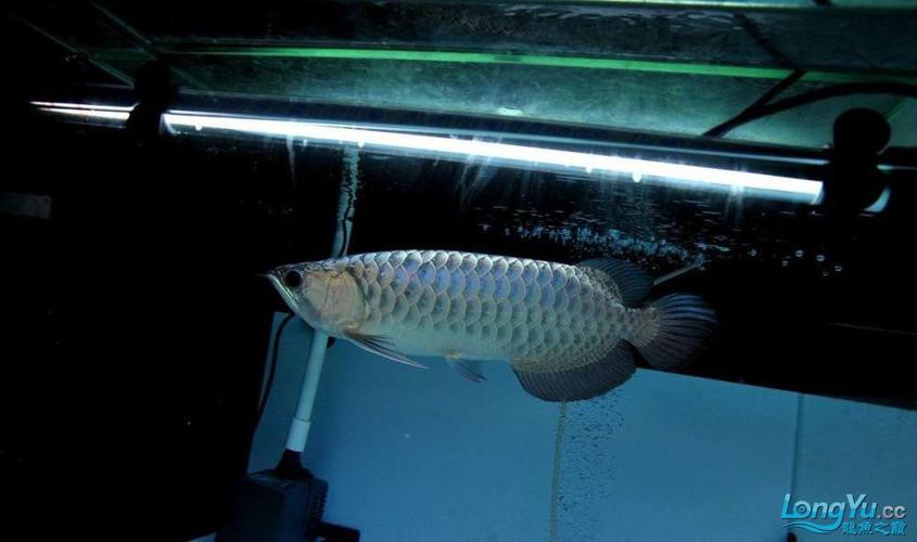 給我一些龍魚圖片欣賞