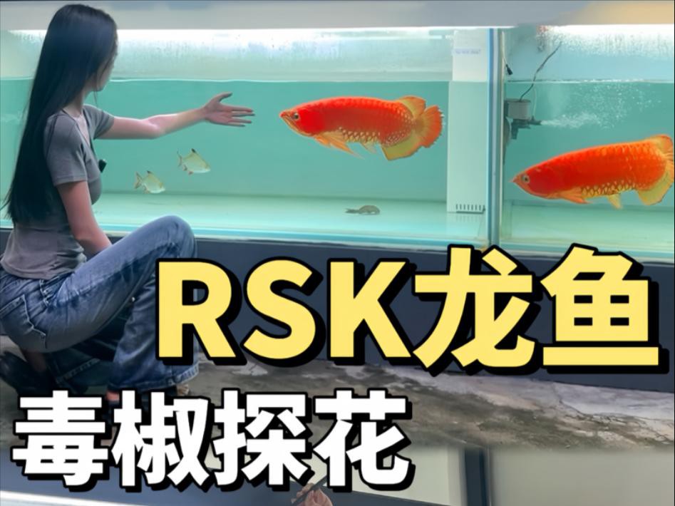 給我一些龍魚圖片欣賞