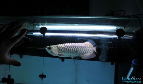 給我一些龍魚圖片欣賞