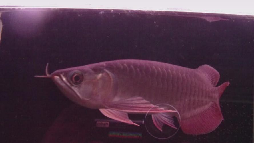 給我一些龍魚圖片欣賞