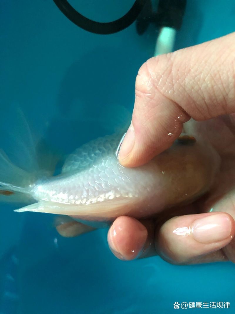 如何判斷金龍魚是否得了腹水病？