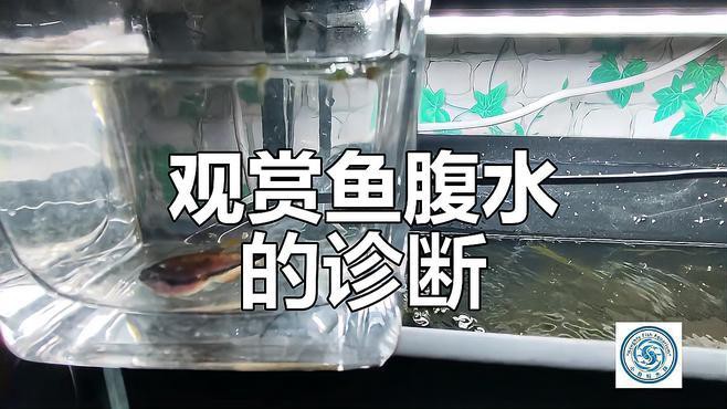 如何判斷金龍魚是否得了腹水??？