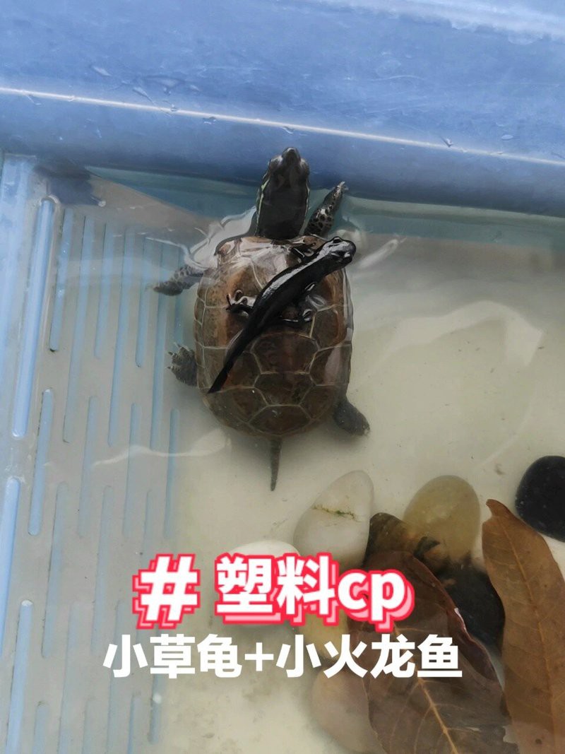 火龍魚和龜混養