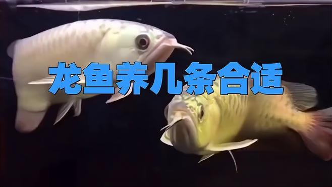 龍魚家養幾條合適呢