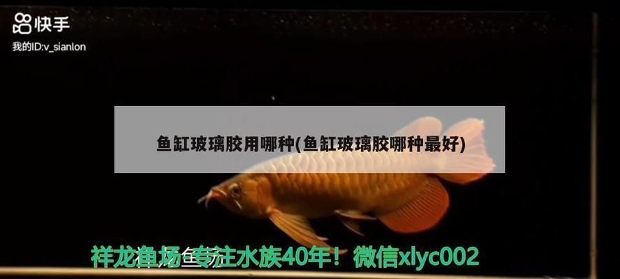 龍魚病大全圖片：龍魚常見疾病及其治療方法 龍魚病大全圖片：龍魚常見疾病及其治療方法 龍魚百科 第3張