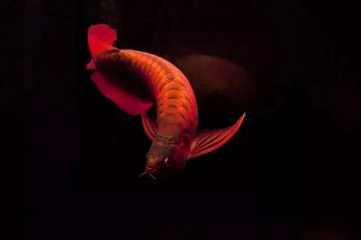 做夢(mèng)都想養(yǎng)的觀賞魚(yú)，每一條都貴得離譜