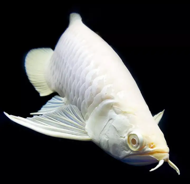做夢(mèng)都想養(yǎng)的觀賞魚(yú)，每一條都貴得離譜