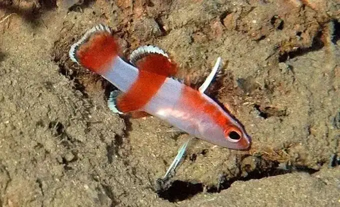 做夢都想養的觀賞魚，每一條都貴得離譜