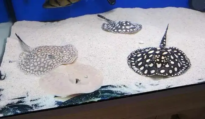 做夢都想養的觀賞魚，每一條都貴得離譜