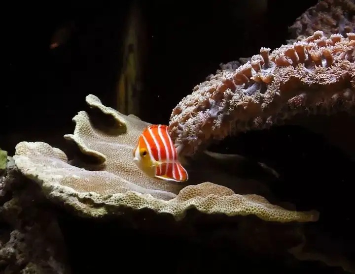 做夢都想養的觀賞魚，每一條都貴得離譜