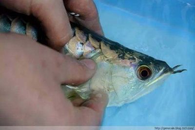 龍魚 手術：關于龍魚手術的一些詳細信息