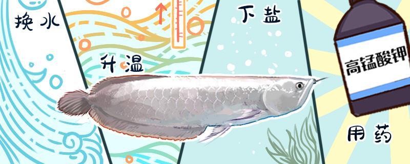 銀龍魚(yú)魚(yú)苗多大可以繁殖后代