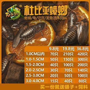 各種龍魚的價(jià)格是多少（各種龍魚價(jià)格一覽表）