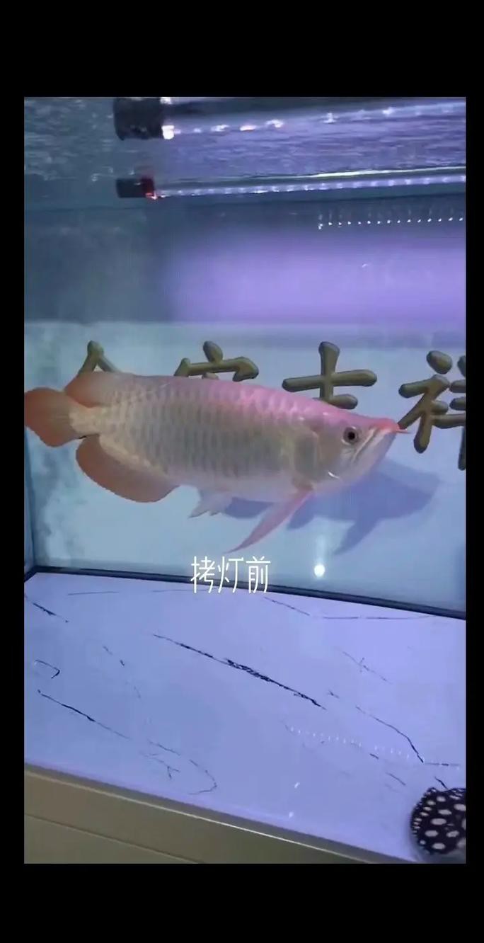 臺灣龍魚燈