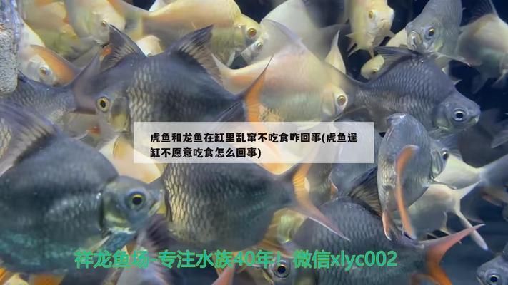 菠蘿魚能和銀龍魚混養(yǎng)：菠蘿魚和銀龍魚可以混養(yǎng)嗎