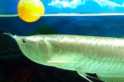 菠蘿魚能和銀龍魚混養(yǎng)：菠蘿魚和銀龍魚可以混養(yǎng)嗎