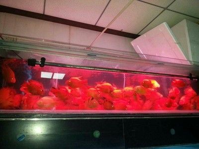廣州花鳥市場批發龍魚：廣州花地灣花鳥魚蟲批發市場 廣州花鳥市場批發龍魚：廣州花地灣花鳥魚蟲批發市場 龍魚百科