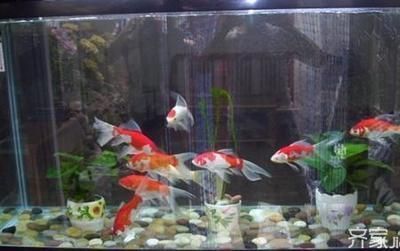 龍魚缸里放什么清潔魚，適合放在龍魚缸中的清潔魚