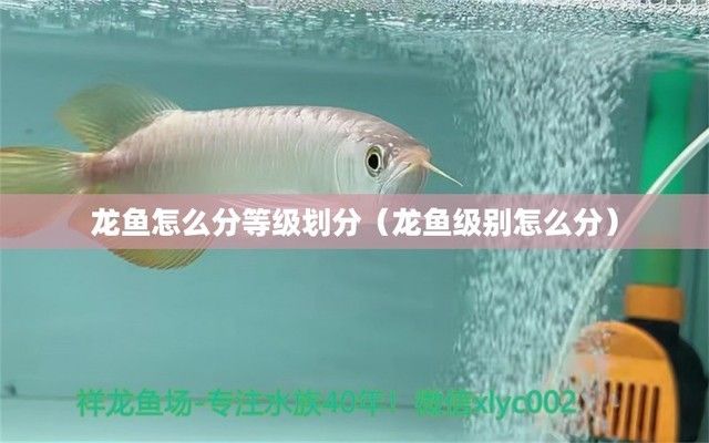 龍魚的等級，關于龍魚的等級劃分 龍魚的等級，關于龍魚的等級劃分 龍魚百科 第3張
