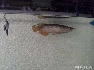 龍魚長得慢：龍魚的生長速度受到多種因素影響，龍魚生長速度受到多種影響