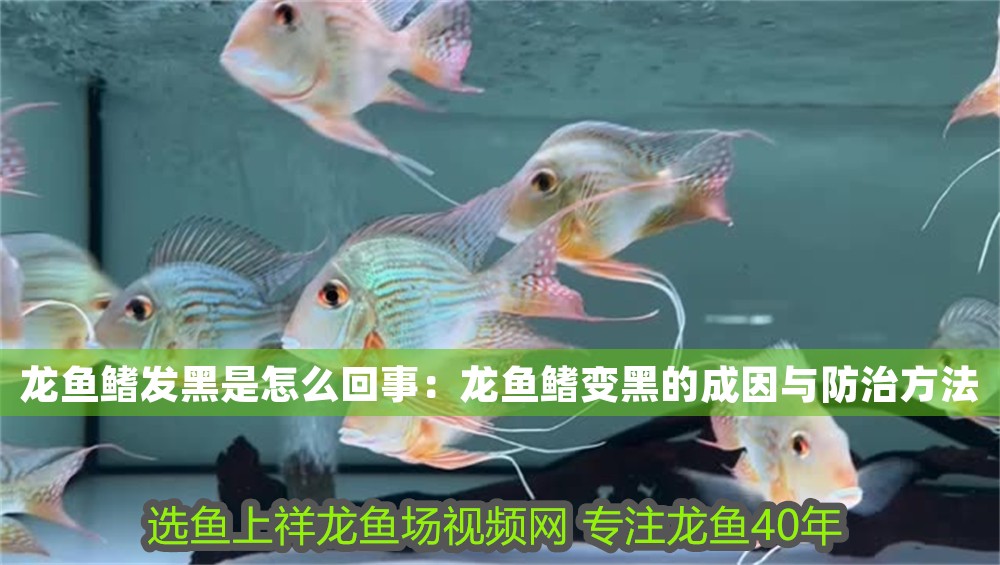 龍魚鰭發黑是怎么回事：龍魚鰭變黑的成因與防治方法