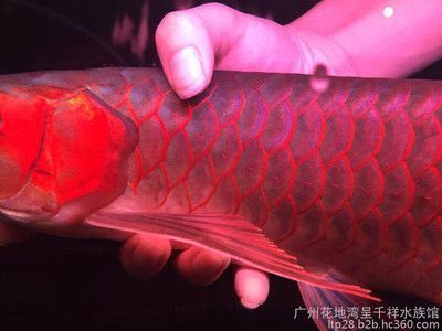 龍魚購買渠道有哪些(購買龍魚的渠道) 龍魚百科 第4張 龍魚購買渠道有哪些(購買龍魚的渠道) 龍魚購買渠道有哪些(購買龍魚的渠道) 龍魚百科 第4張