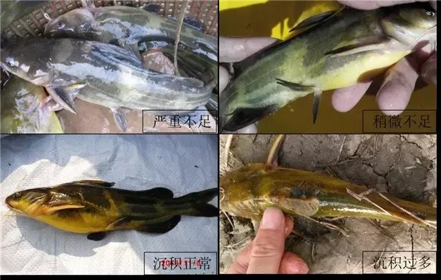 黃化龍魚多大發(fā)黃