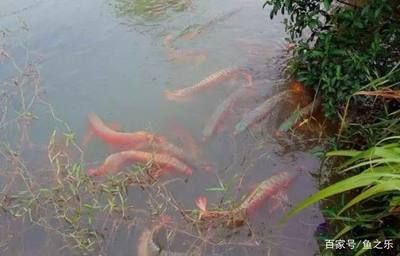 養龍魚水里需要加鹽嗎為什么：養殖龍魚時，一般不需要在水里加鹽，這個問題并不是絕對的 養龍魚水里需要加鹽嗎為什么：養殖龍魚時，一般不需要在水里加鹽，這個問題并不是絕對的 龍魚百科 第2張