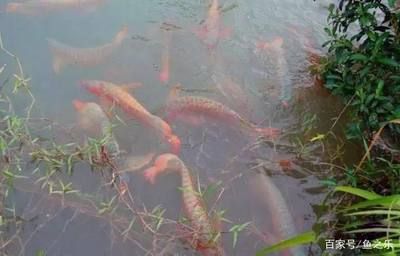 養龍魚水里需要加鹽嗎為什么：養殖龍魚時，一般不需要在水里加鹽，這個問題并不是絕對的 養龍魚水里需要加鹽嗎為什么：養殖龍魚時，一般不需要在水里加鹽，這個問題并不是絕對的 龍魚百科 第3張