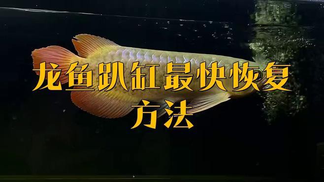 龍魚頭朝上尾朝下需要多久才能恢復？