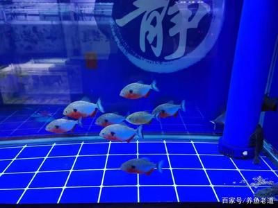 龍魚與汗鯊混養的可能性（龍魚與汗鯊混養的注意事項）