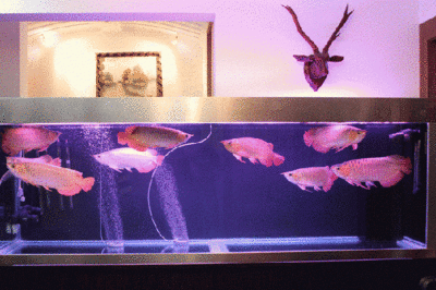 養龍魚用什么魚缸比較好：養龍魚最好選擇尺寸足夠大、形狀穩重、材質適合定制、品牌信譽良好的魚缸