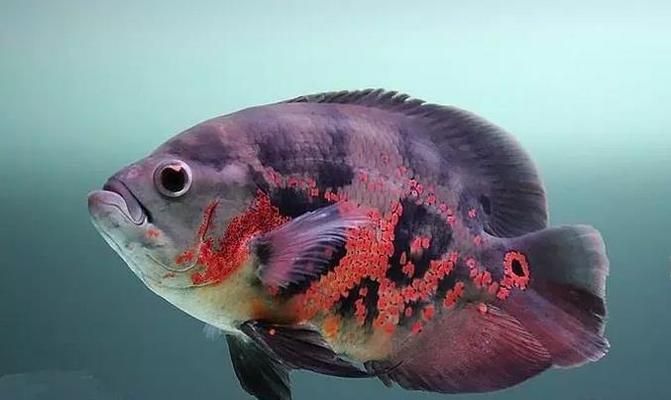 龍魚混養(yǎng)的最好搭配：適合與龍魚混養(yǎng)的魚種及其搭配詳情