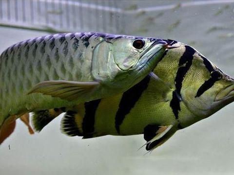 龍魚混養(yǎng)的最好搭配：適合與龍魚混養(yǎng)的魚種及其搭配詳情