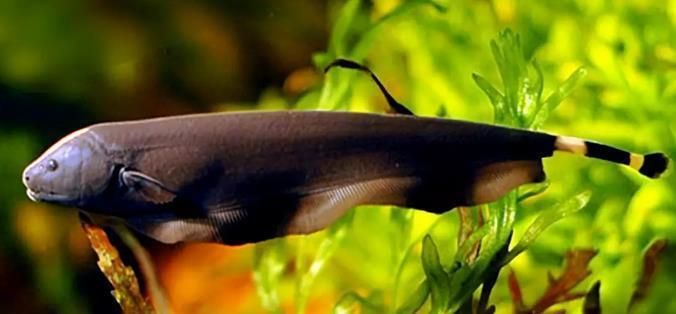 龍魚混養(yǎng)的最好搭配：適合與龍魚混養(yǎng)的魚種及其搭配詳情