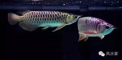 金龍魚需要什么顏色的背景缸養呢（養金龍魚時魚缸背景顏色選擇指南金龍魚爬背行為的科學原理）