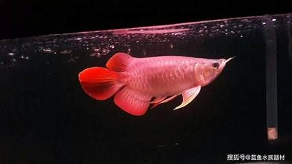 龍魚缸開缸放什么魚：龍魚缸開缸后怎么飼養 龍魚缸開缸放什么魚：龍魚缸開缸后怎么飼養 龍魚百科 第3張