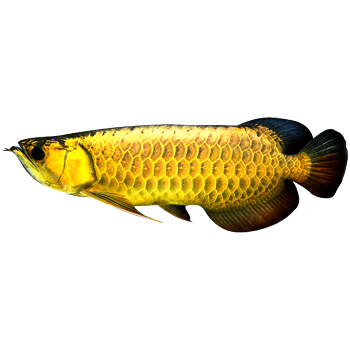 馬來西亞活體賽級金龍魚 馬來西亞活體賽級金龍魚 龍魚百科 第5張