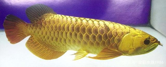 馬來西亞活體賽級金龍魚 馬來西亞活體賽級金龍魚 龍魚百科 第2張